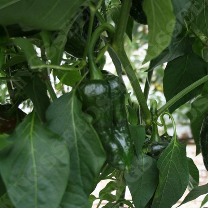 Picture of Capsicum Padron Chilli Pepper